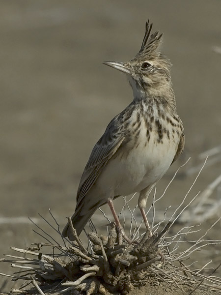 Töyhtökiuru, Crested Lark, Galerida cristata